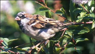 A house sparrow