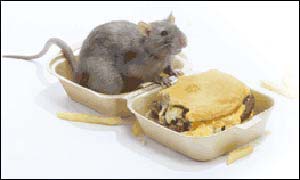 Rat in a hamburger graphic from The Keep Britain Tidy group