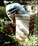 A beekeeper in the apiary