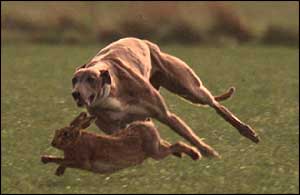 Greyhound closes on hare