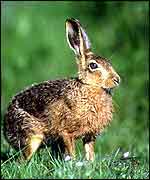 Side view of hare in field