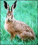 Hare in field