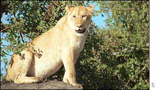 Lioness in Serengeti National Park, Tanzania