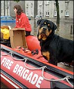 Dog in rescue inflatable