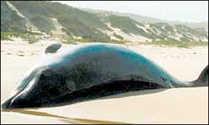 The Longman's beaked whale. Photo: Amanda Jobson