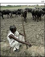 Farmer and cattle in Gujarat