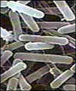 E.coli under microscope