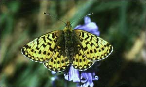 Pearl-bordered fritillary