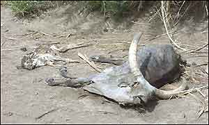 Dead cattle in Afar