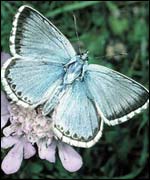 Image by Alan Barnes