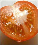 Tomato