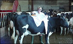 Man ironing clothes on a cow