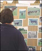 Livestock judging