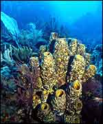 Sponges growing on coral Callum Roberts