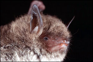 Side view of bat John Kaczanow