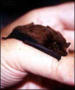 Pipistrelle bat held in hand Conor Kelleher