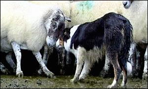Sheepdog hearding sheep