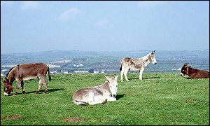 One of the donkeys is a week old 