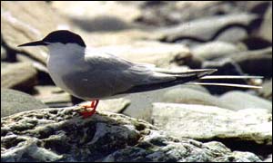 Roseate Tern