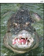 Crocodile