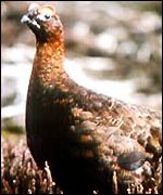 Grouse