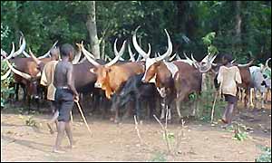 Long horned cattle
