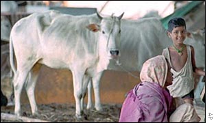 An India family with its cattle