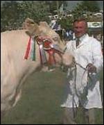 Royal Welsh show