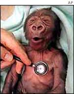 Gorilla and stethoscope AP