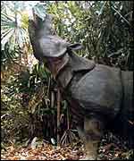 Javan rhino in Indonesia � Foead, Yahya and Sumadi/WWF