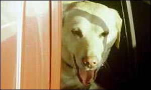 Dog in car