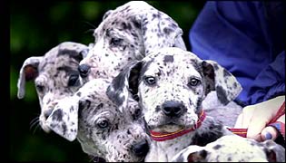 a litter of abandoned Great Dane puppies