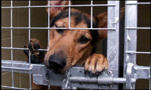 Stray dog in kennel