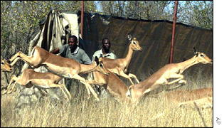 Impala in Mozambique