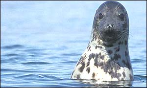 seal