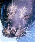 Seal