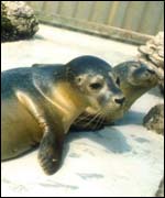 Seals