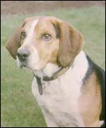 A beagle