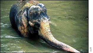 Kadir the elephant submerged in water shortly before he was shot 