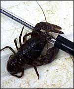 European white-clawed crayfish