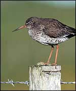 Redshank photo by Chris Gomersall (RSPB-Images.com)