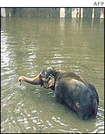 Kadir the elephant in the Prague zoo, before he was put down