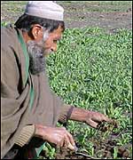 Afghan opium farmer