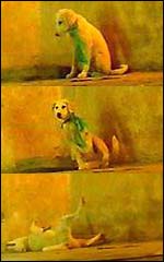 Stills showing a dog overwhelmed by an unidentified vapour in 'al-Qaeda archive'