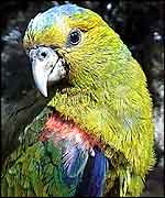 Head-on parrot shot Jorge Velasquez/Fundacion ProAves-Colombia 