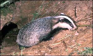 Badger leaving its set