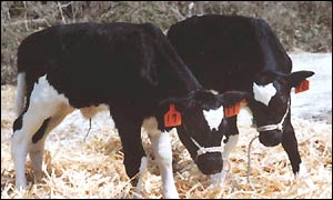 Cloned cows - safe to eat?