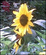 Sunflower