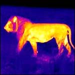 Infra-red scanner measures a lion's temperature