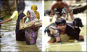 (Left) Bangladeshi women gather firewood, while (right) a boy carries a goat to safety